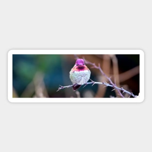 Anna's Hummingbird on a Barberry Bush Sticker